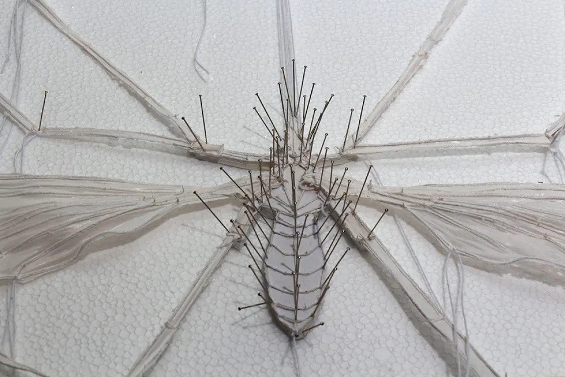 Fly on the wall — 5
