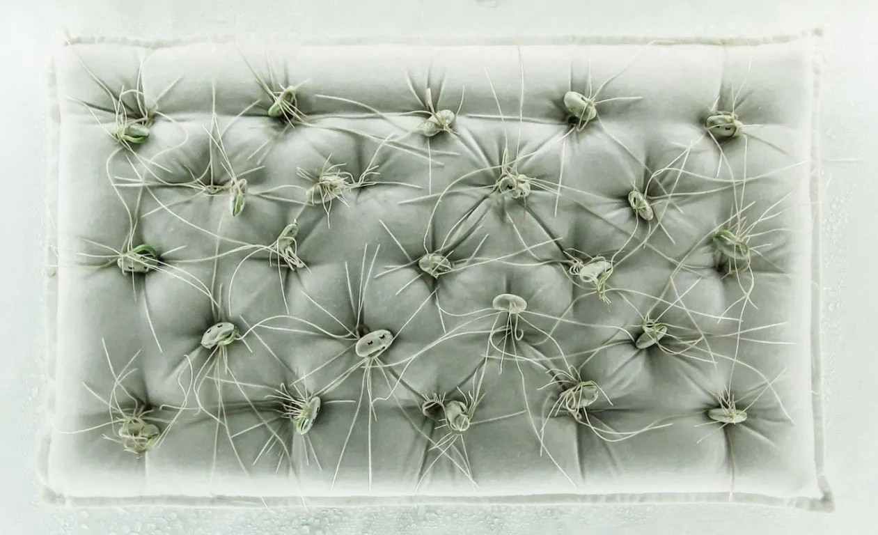 Incubator — 8