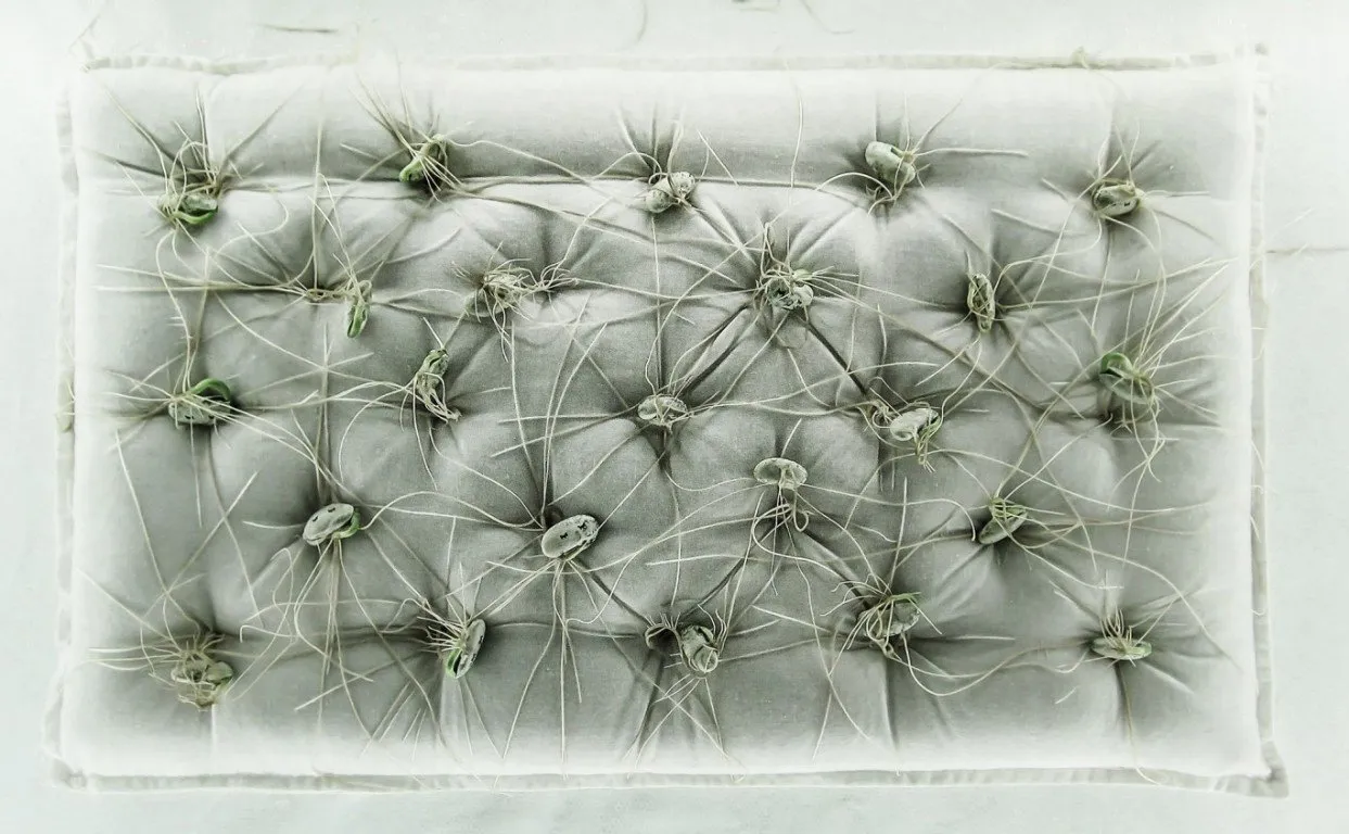 Incubator — 9