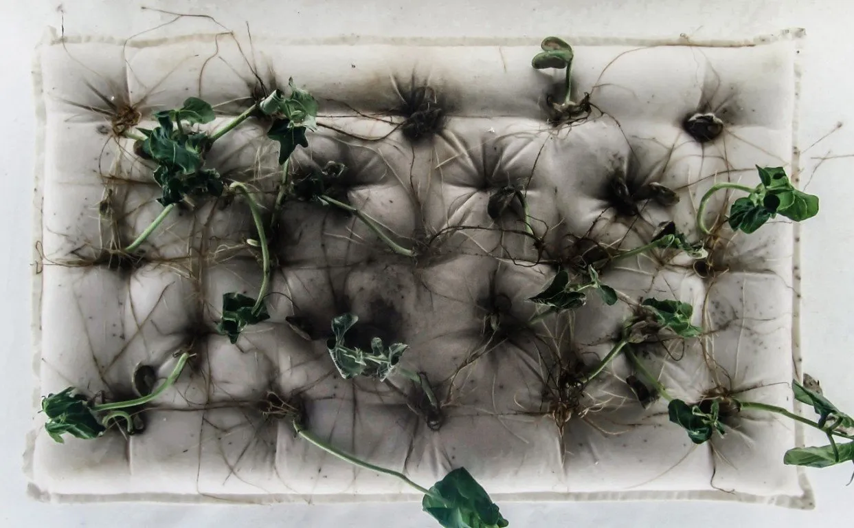 Incubator — 10